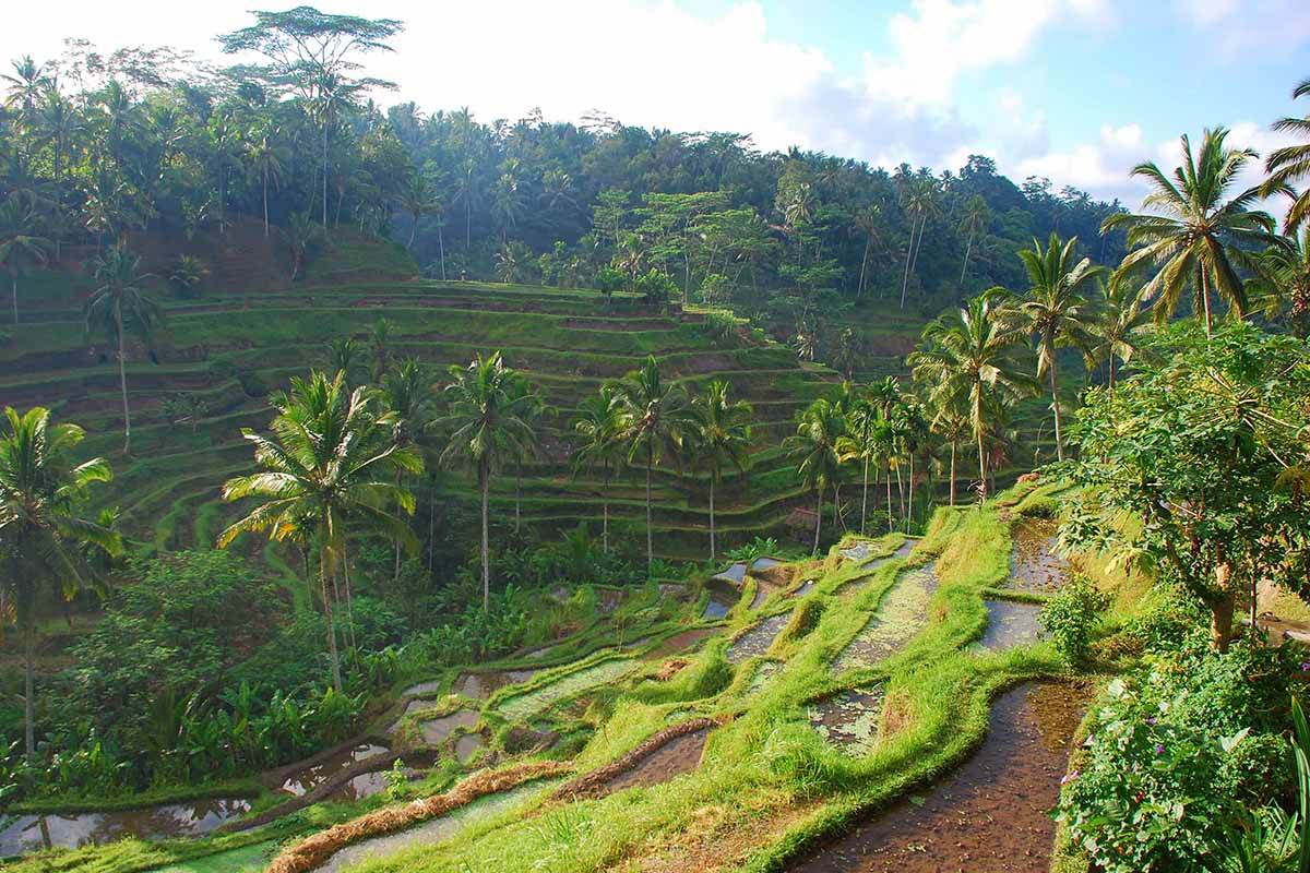 tegallalang-ubud-bali