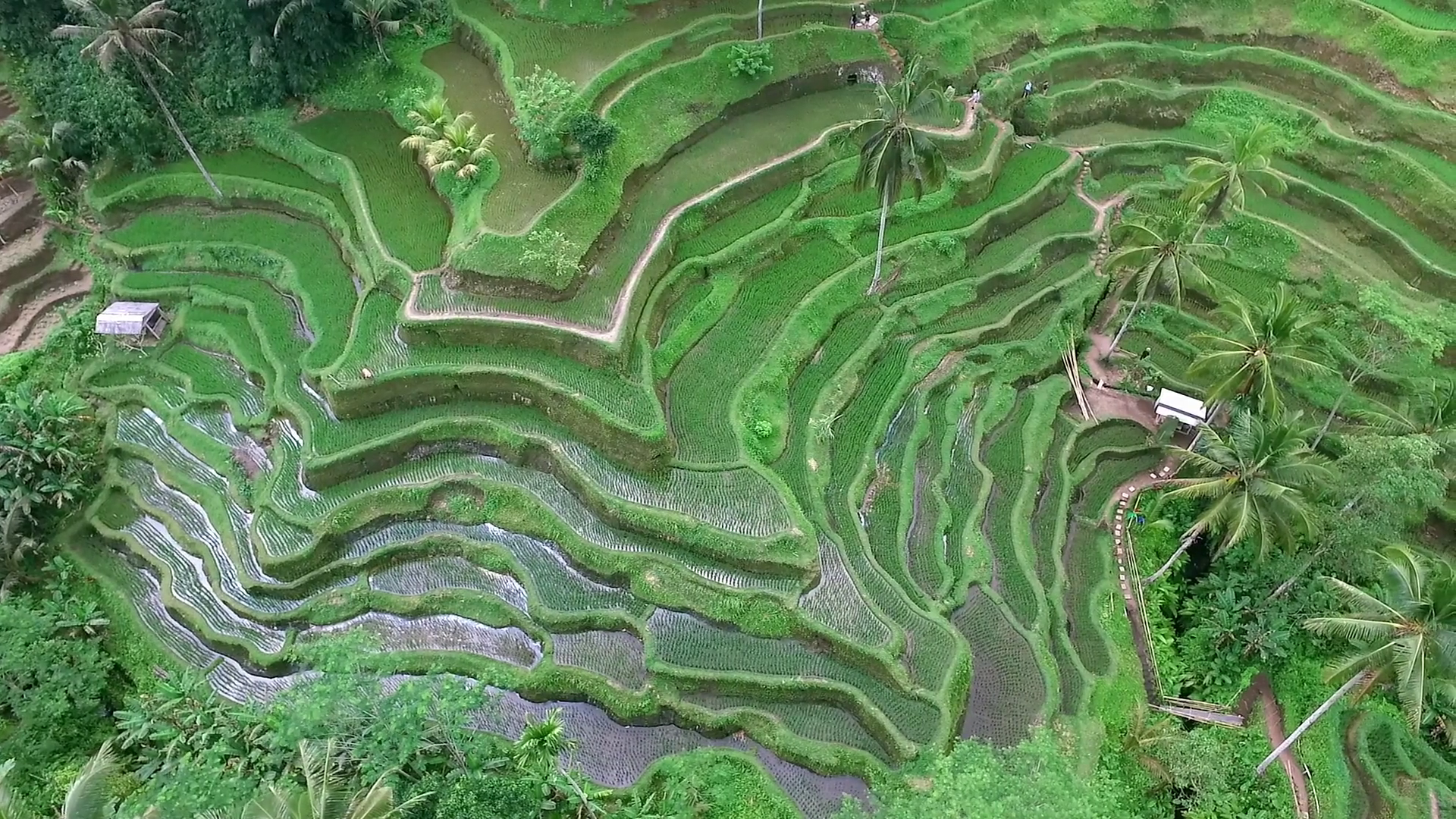 videoblocks-aerial-view-of-tegalalang-rice-terrace-in-ubud-bali-indonesia_bmxz5id6g_thumbnail-full01