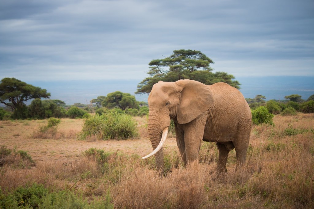 AROUND THE WORLD IN 40 YEARS : : : NAIROBI, AMBOSELI, DIANI, KENYA&nbsp;2019